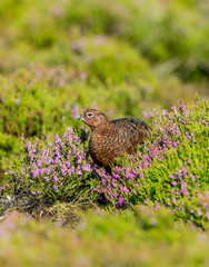 Portrait of a Red Grouse male in summer with purple blooming heather.  Facing left.  Scientific or Latin name: Lagopus Lagopus Scotica. Blurred background.  Portrait, vertical.