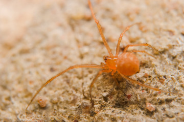 spider on the ground