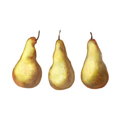 Pear watercolor illustration isolated on a white background. Three yellow fruits aquarelle hand drawn.