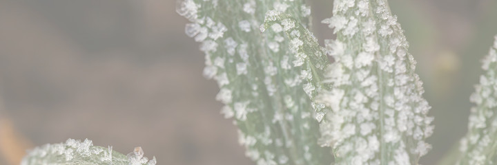 Green leaves of a plant covered with hoarfrost. Beautiful natural background with frost on the grass. Cold weather. Rime ice on grass blades in the garden during frosts. Wide panoramic background.