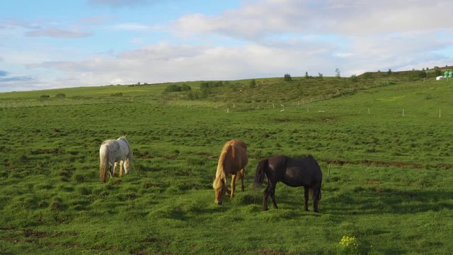 Three icelandic horses graze in a field surrounded by scenic nature of Iceland