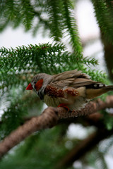 butterly and birds in nature, italian mountain 