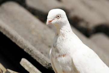 White European turtle dove sitting on house roof