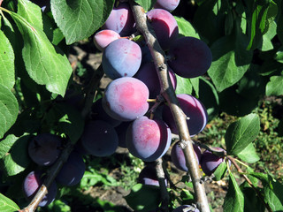 Blue, Mature plums growing on plum branches in the garden.