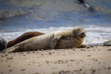 Seal on the beach laughing