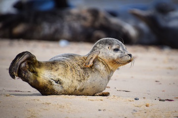 Seal on the beach