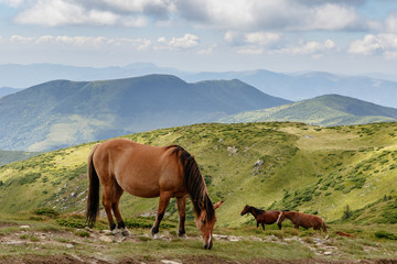 Fototapeta na wymiar Horses graze on the tops of the Carpathians