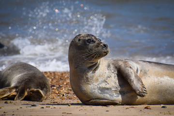 Fototapeta premium Seal on the beach