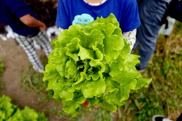 新鮮なレタス