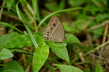 the small beautiful brown butterfly hold on grass plant.