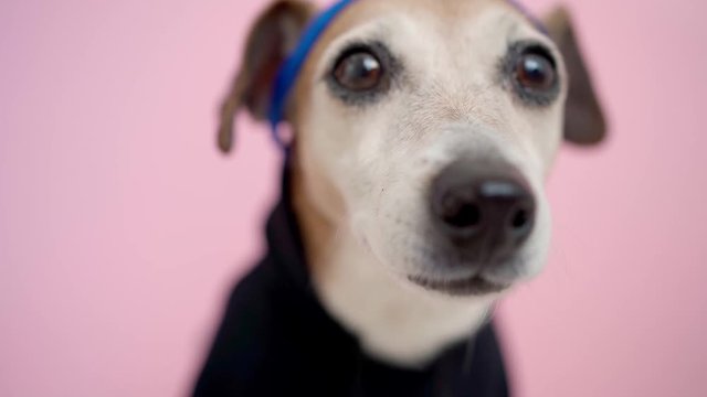 Close up video footage Sport style clothes smiling happy dog looking to the camera. Black hoodie blue Khat accessory. personal trainer gym. shallow depth of field. Adorable dog eyes