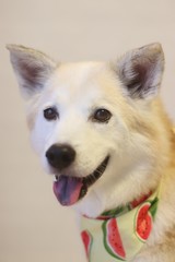 バンダナをして笑顔で見つめる犬