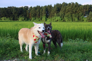 田んぼを背景に笑顔で見つめる2匹の犬