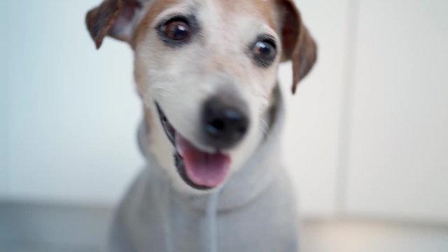Happy smiling dog portrait in gray hoodie. Positive video footage. Soft natural daylight. Open smile.  shallow depth of field. Jack Russell terrier positive emotions. Leaving in end. Close up