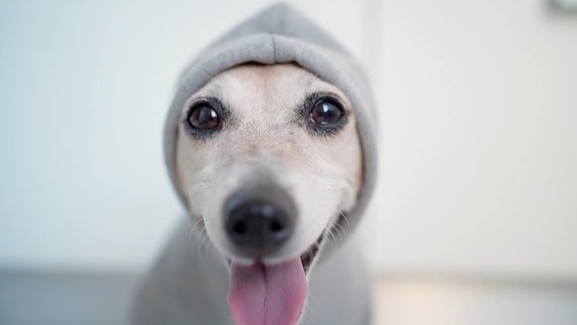 Adorable gangster, raper,  graffiti artist dog in gray hood looking to the camera. shallow depth of field video footage portrait. Eyes in focus. Leaving gone the frame at the end. Bye. street style