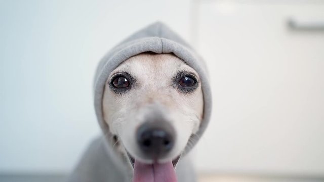 satisfied confident smiling dog in gray hood. Jack Russell terrier shallow depth of field video footage. Pet gangster, raper,  graffiti artist face looking camera. Street style casual outfit Funny pet