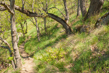 Spring Landscape with pedestrian path in virginaal forest in Karadag nature reserve, Crimea, Ukraine