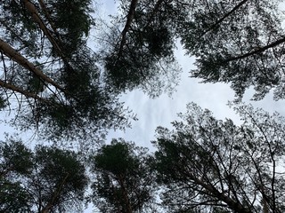 tops of the pine trees background, looking up