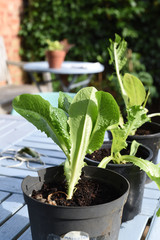 Growing vegetables at home in the garden