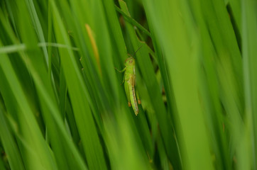 the green bug insect hold on paddy plant in the field meadows.