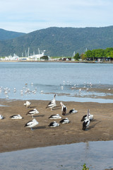 ケアンズのペリカン