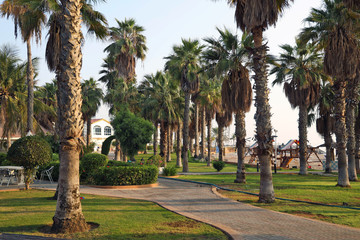 Old date palms grow in a public park near the sea