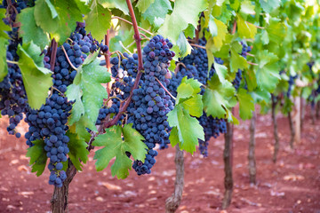 Black wine grapes in vineyard with green leaves in the countryside, Puglia, Italy
