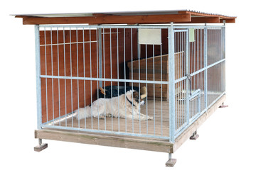 Lonely elderly   dog lives in a steel  cage isolated