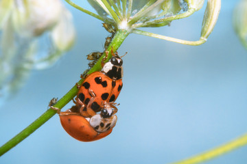 Mating ladybugs.  Aphids are visible in the background. Place for text.