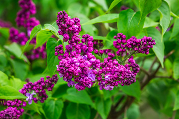 Botanic garden in Minsk