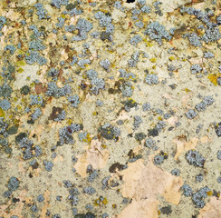 Cracked yellow  paint and moss on a metal  sheet
