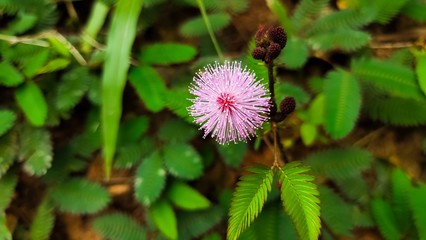 pink and white Shame plant flower