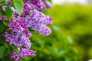 Botanic garden in Minsk