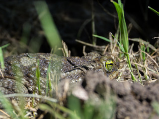 Toad in the backyard, summer
