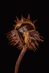 Dry horse chestnut (Aesculus hippocastanum) fruit on a black background