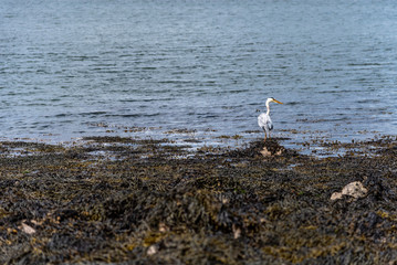 heron on firth of fourth