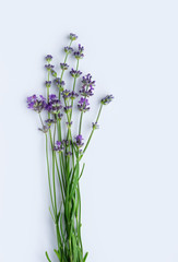 Blooming lavender on a white background. Flat lay. Vertical crop. Copy space.