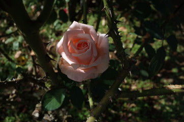 Faint Pink Flower of Rose 'Koki' in Full Bloom
