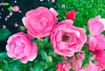 tender garden roses bush