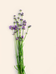 Sprigs of blooming fresh lavender on a light pastel background. Copy cpase. Flat lay. Top view.