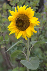 lone sunflower at the end of summer