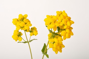 calceolaria integrifolia on a white background