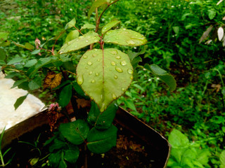 green leaves water drops or raindrops