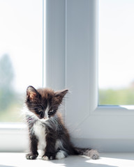 Small funny black and white kitten (1.5 months) sits on the windowsill near the window.