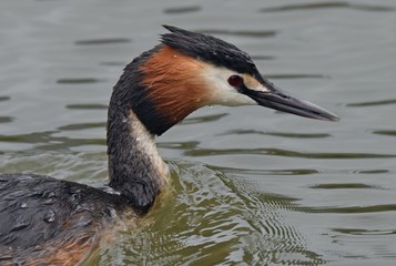 Haubentaucher mit Nachwuchs am Nest
