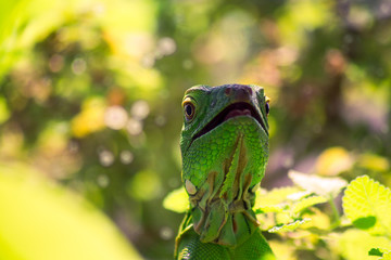 Closeup shot of a green lizard on blurry background