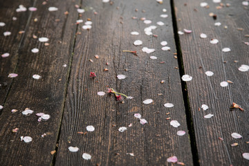 花びら　落ちる　雨　春　桜