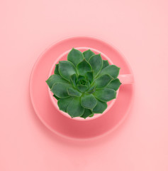 top view flat lay green succulent in a pink cup on a pastel pink background