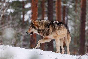 gray wolf (Canis lupus) he is lonely and wanders through a forest with snow