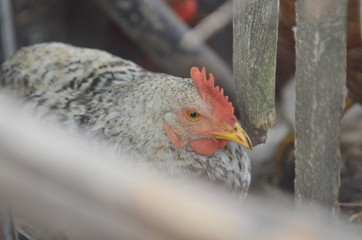 Photo of young chick sitting